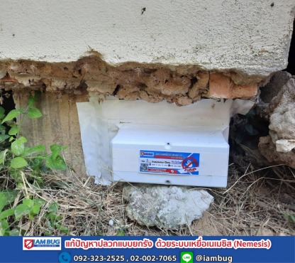 กำจัดปลวกปทุมธานี - บริษัทกำจัดปลวก ปทุมธานี - ไอ แอม บัก
