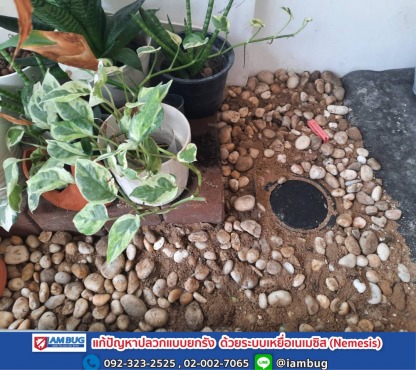 รับวางท่อกำจัดปลวกลำลูกกา - บริษัทกำจัดปลวก ปทุมธานี - ไอ แอม บัก