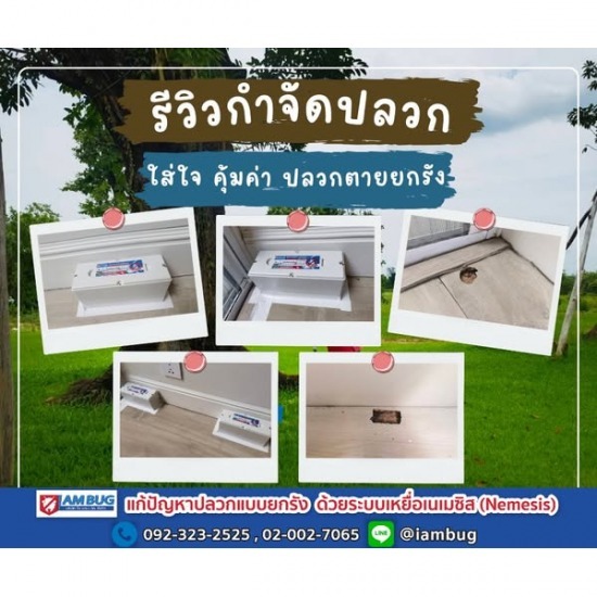 บริษัทกำจัดปลวก ปทุมธานี - ไอ แอม บัก - บริษัทกำจัดปลวก ราคาถูก