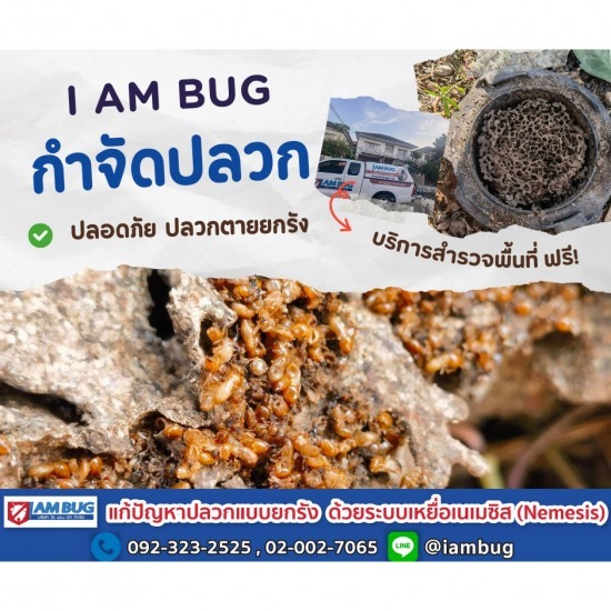 บริษัทกำจัดปลวก ปทุมธานี - ไอ แอม บัก - บริษัทฉีดปลวกใกล้ฉัน