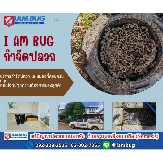 บริษัทกำจัดปลวก ปทุมธานี - ไอ แอม บัก - กำจัดปลวกยกรัง ลำลูกกา